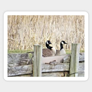 Canada Geese Pair No.5 Sticker